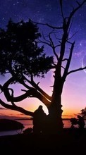 Scaricare immagine Trees, Nature, Sunset sul telefono gratis.