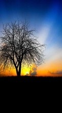 Scaricare immagine Trees, Landscape, Sunset sul telefono gratis.