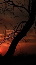 Scaricare immagine Trees, Landscape, Sunset sul telefono gratis.