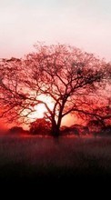 Scaricare immagine Trees,Landscape,Sunset sul telefono gratis.