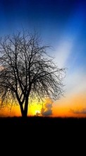 Trees,Landscape,Sunset per Sony Xperia T LT30i