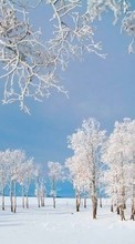 Scaricare immagine 540x960 Landscape, Winter, Trees sul telefono gratis.