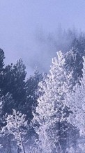Scaricare immagine 1024x768 Trees, Landscape, Winter sul telefono gratis.