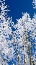 Scaricare immagine 540x960 Landscape, Winter, Trees sul telefono gratis.