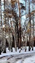 Trees, Landscape, Winter per Samsung Galaxy Core
