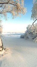 Scaricare immagine Trees,Landscape,Winter sul telefono gratis.