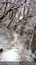 Scaricare immagine 320x240 Landscape, Winter, Trees sul telefono gratis.