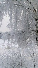 Scaricare immagine 1024x600 Landscape, Winter, Trees sul telefono gratis.