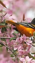 Scaricare immagine Animals, Plants, Birds sul telefono gratis.
