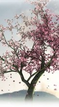 Scaricare immagine Trees,Plants,Sakura sul telefono gratis.