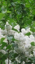 Scaricare immagine Plants, Trees, Lilac sul telefono gratis.