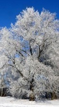 Scaricare immagine Plants, Winter, Trees, Snow sul telefono gratis.