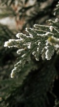 Scaricare immagine Trees, Plants, Winter sul telefono gratis.