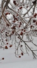 Scaricare immagine Trees,Plants,Winter sul telefono gratis.