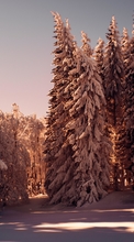 Scaricare immagine Trees, Snow, Winter, Nature sul telefono gratis.