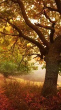 Scaricare immagine Roads, Leaves, Autumn, Nature sul telefono gratis.