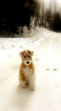 Scaricare immagine Animals, Winter, Dogs, Roads sul telefono gratis.