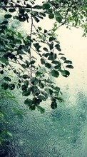 Scaricare immagine Rain,Leaves,Landscape sul telefono gratis.