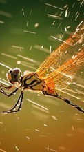 Scaricare immagine 1024x768 Rain, Insects, Dragonflies sul telefono gratis.