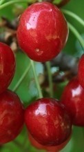 Scaricare immagine Food, Sweet cherry, Fruits, Plants sul telefono gratis.