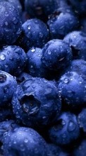 Scaricare immagine Food, Bilberries, Berries sul telefono gratis.