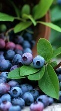 Scaricare immagine Food, Leaves, Bilberries, Berries sul telefono gratis.