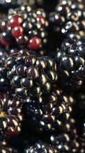 Scaricare immagine 1080x1920 Fruits, Food, Backgrounds, Berries, Blackberry sul telefono gratis.