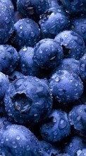 Scaricare immagine Plants, Food, Backgrounds, Blueberry, Berries sul telefono gratis.