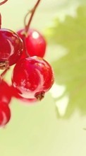 Food, Fruits, Berries per Samsung Galaxy Note 4