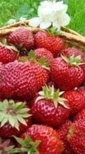 Scaricare immagine Plants, Fruits, Food, Strawberry, Berries sul telefono gratis.