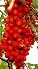 Scaricare immagine 128x160 Plants, Fruits, Food, Berries sul telefono gratis.