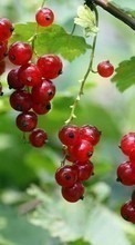 Scaricare immagine Plants, Fruits, Food, Berries, Currant sul telefono gratis.
