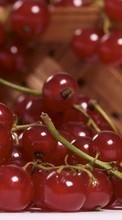Scaricare immagine Fruits, Food, Berries, Currant sul telefono gratis.