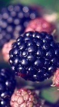 Scaricare immagine Food, Fruits, Berries, Blackberry sul telefono gratis.