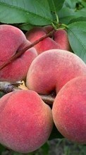 Scaricare immagine Fruits, Food, Peaches sul telefono gratis.