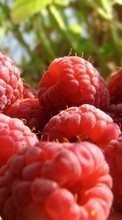 Scaricare immagine Food, Berries, Raspberry sul telefono gratis.