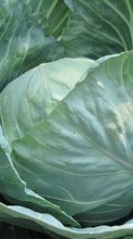 Scaricare immagine 240x320 Plants, Food, Cabbage sul telefono gratis.