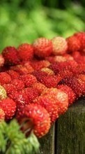 Food,Strawberry,Plants per Sony Xperia J ST26i