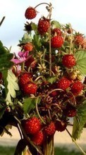 Scaricare immagine Food,Strawberry,Plants sul telefono gratis.