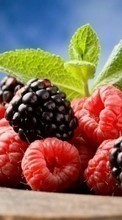Scaricare immagine Food,Raspberry,Plants,Blackberry sul telefono gratis.