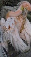 Scaricare immagine Pelicans, Birds, Animals sul telefono gratis.