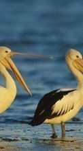 Scaricare immagine Pelicans,Birds,Animals sul telefono gratis.