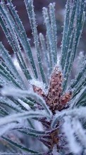 Scaricare immagine 800x480 Plants, Winter, Needle, Fir-trees sul telefono gratis.