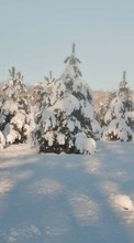 Scaricare immagine Fir-trees,Landscape,Snow,Winter sul telefono gratis.