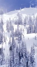 Scaricare immagine 320x480 Landscape, Winter, Fir-trees sul telefono gratis.
