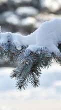 Scaricare immagine Fir-trees,Plants,Snow sul telefono gratis.