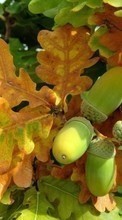 Scaricare immagine Acorns, Leaves, Autumn, Plants sul telefono gratis.