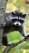 Scaricare immagine 240x320 Animals, Rodents, Raccoons sul telefono gratis.