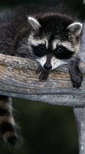 Scaricare immagine 480x800 Animals, Raccoons sul telefono gratis.