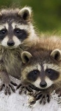 Scaricare immagine Raccoons, Animals sul telefono gratis.